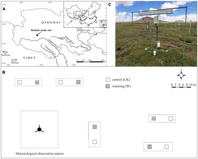 Plant Allometric Growth Enhanced by the Change in Soil Stoichiometric Characteristics With Depth in an Alpine Meadow Under Climate Warming